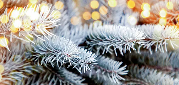 Karlı Köknar Dallarına Yakın Noel Arkaplanı — Stok fotoğraf