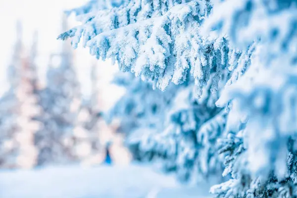 Pini Ricoperti Neve Incredibile Sfondo Invernale — Foto Stock