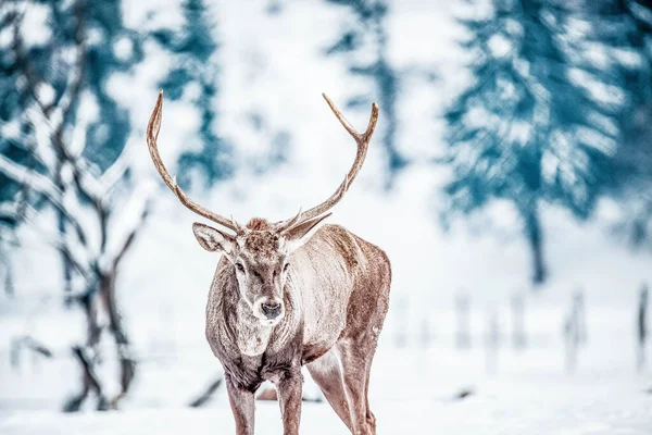 Noble Deer Male Winter Snow — Stock Photo, Image