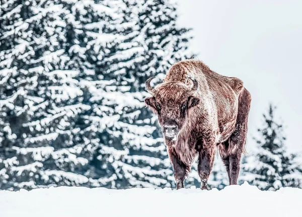 European Bison Bison Bonasus Natural Habitat Winter — Stock Photo, Image