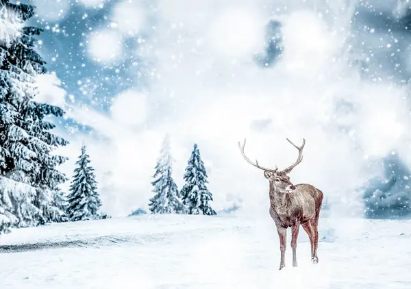 Μαγική Χριστουγεννιάτικη Κάρτα Oble Deermale Στο Παραμυθένιο Χειμερινό Τοπίο — Φωτογραφία Αρχείου