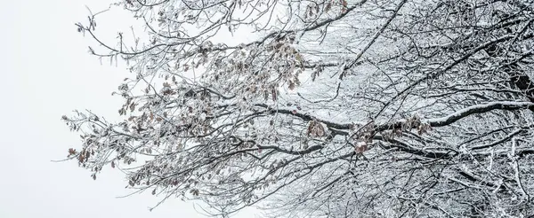 Gelo Coperto Alberi Inverno — Foto Stock