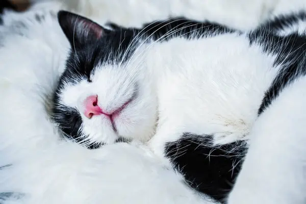 Cute Little Cat Sleeping Fluffy White Hygge Concept — Stock Photo, Image