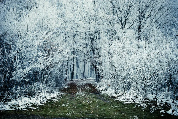 Frost Árvores Cobertas Inverno — Fotografia de Stock