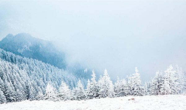 зимний пейзаж со снежными елками в горах
