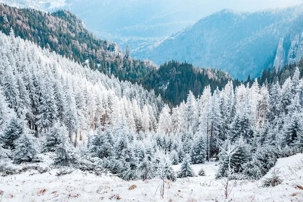 Dağlarda Karlı Köknar Ağaçları Olan Kış Manzarası — Stok fotoğraf