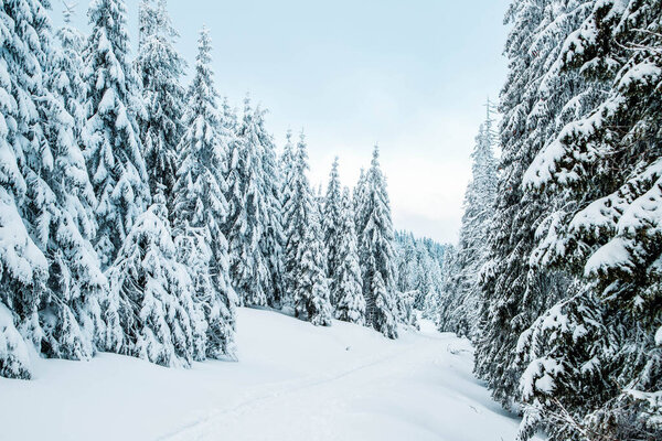 удивительный зимний пейзаж со снежными елками