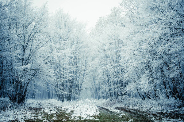 frost covered trees in winter