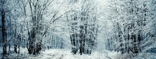 Frosttäckta Träd Vintern — Stockfoto