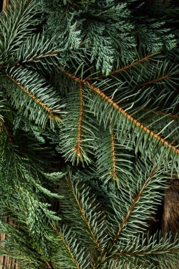 Noel arkaplanı için yeşil köknar dalları