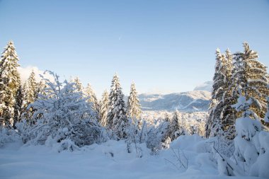 Karla kaplı köknar ağaçları ile Alpler 'deki kış manzarası