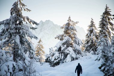 Karla kaplı köknar ağaçları ile Alpler 'deki kış manzarası
