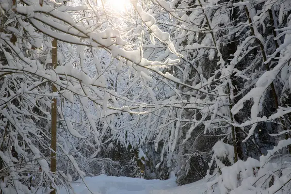 Karla Kaplı Köknar Ağaçları Ile Alpler Deki Kış Manzarası — Stok fotoğraf