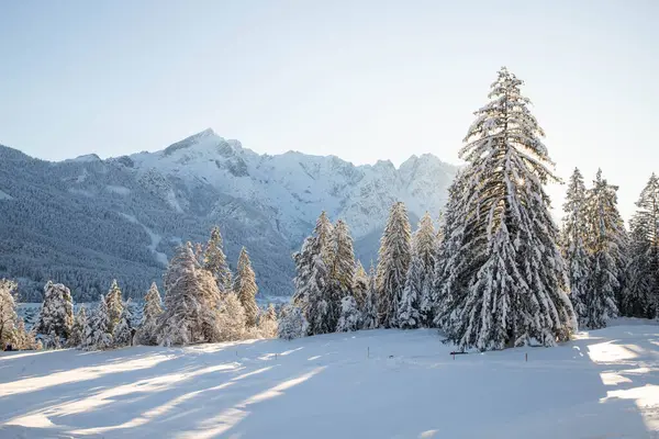 Winter Mountain Landscape Alps Snow Covered Fir Trees — Stock Photo, Image