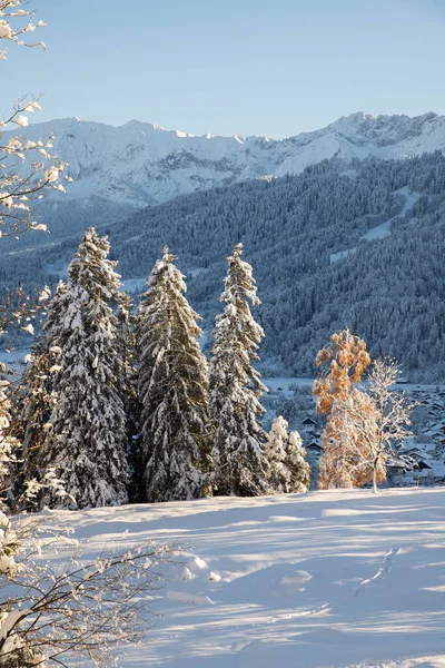 高山上的冬季风景 高山上覆盖着积雪的冷杉树 — 图库照片