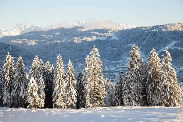 Winter Mountain Landscape Alps Snow Covered Fir Trees — Stock Photo, Image