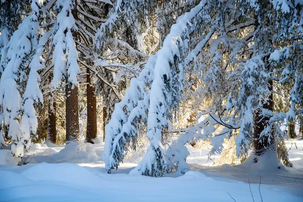 Зимний Горный Пейзаж Альпах Заснеженными Елками — стоковое фото