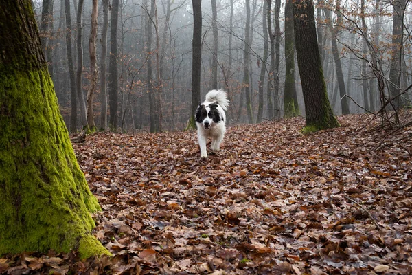 dog in moody foggy forest