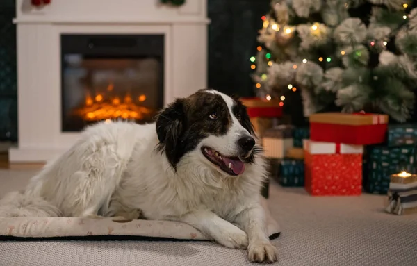 Happy White Dog Front Christmas Tree — Stock Photo, Image