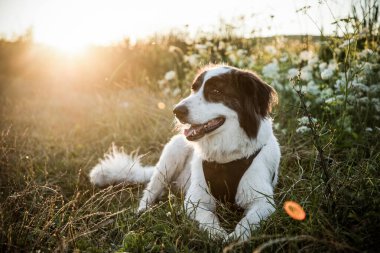 Bir köpekle göl kenarında.