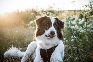 Bir köpekle göl kenarında.