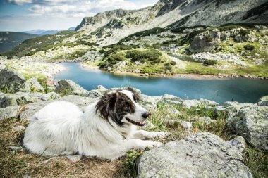 Beyaz köpek muhteşem yaz manzarasında dağın tepesinde oturuyor.