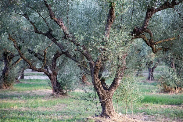 olive trees orchard in Greece