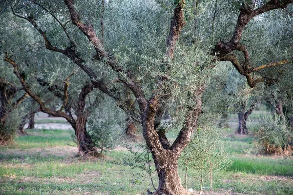 olive trees orchard in Greece