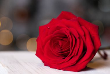 Sevgililer Günü arka planı için kırmızı gül