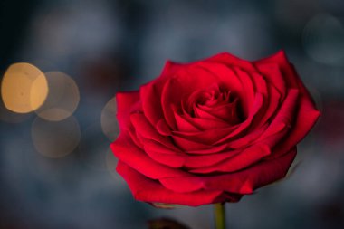 Sevgililer Günü arka planı için kırmızı gül