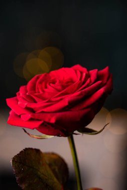 Sevgililer Günü arka planı için kırmızı gül