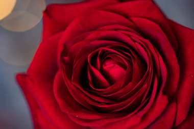 Sevgililer Günü arka planı için kırmızı gül