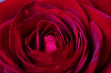 Sevgililer Günü arka planı için kırmızı gül