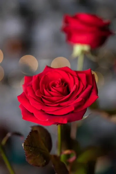 Červená Růže Pro Valentýna Pozadí — Stock fotografie