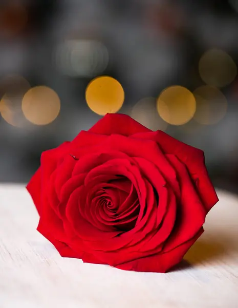 Червона Троянда Фону Валентина — стокове фото