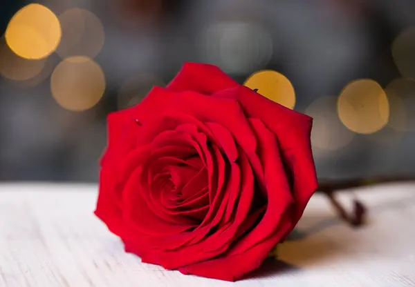 Rosa Roja Para Fondo San Valentín —  Fotos de Stock