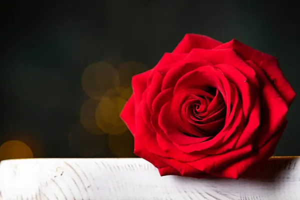 Червона Троянда Фону Валентина — стокове фото
