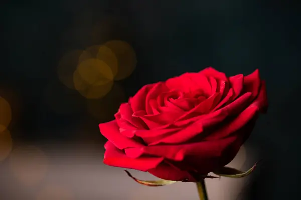 Red Rose Valentine Background — Stock Photo, Image