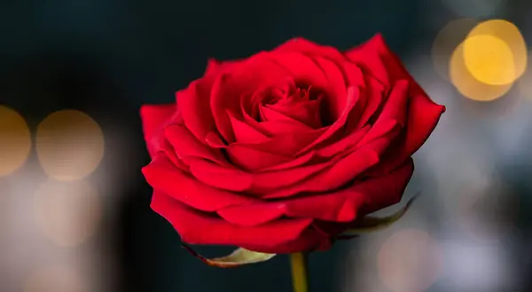 Rosa Vermelha Para Fundo Valentine — Fotografia de Stock