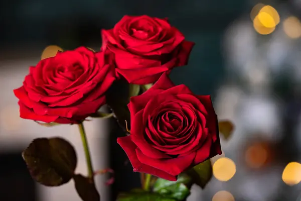Rosa Roja Para Fondo San Valentín —  Fotos de Stock