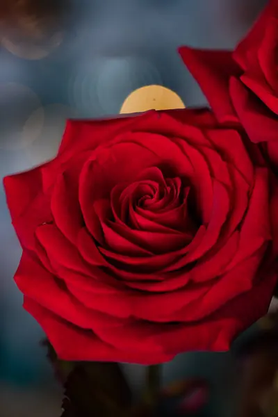 Red Rose Valentine Background — Stock Photo, Image
