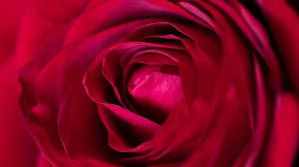 Rosa Vermelha Para Fundo Valentine — Fotografia de Stock