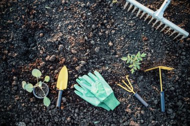 organik bahçe arka plan araçları ve yeryüzünde fide
