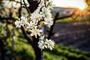 İlkbaharda çiçek açan erik ağaçları