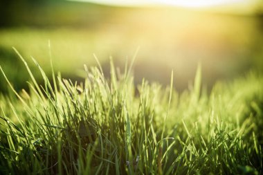 yeşil çimen yaz arkaplanı sığ alan derinliği