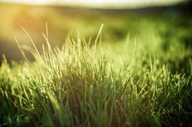 yeşil çimen yaz arkaplanı sığ alan derinliği