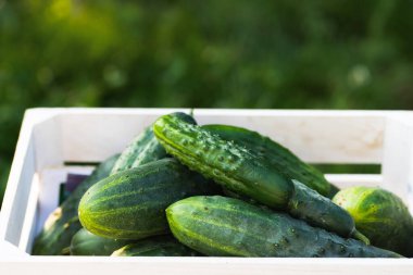 Kış organik gıdalar için salatalık turşusu