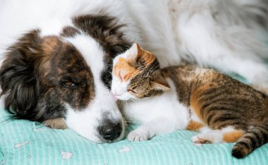 Sevimli kedi ve köpek yataktalar.