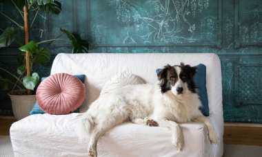 Tatlı beyaz köpek yatakta.