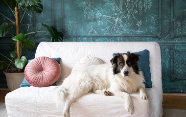 Tatlı beyaz köpek yatakta.